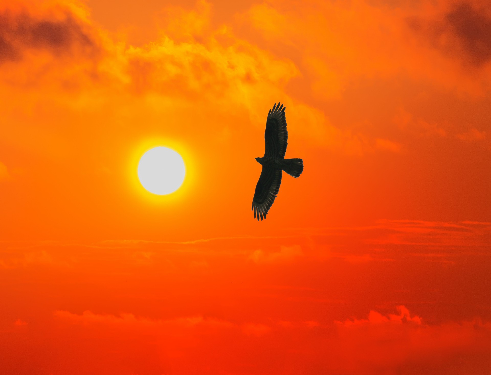 eagle flies to the sun in the red sky