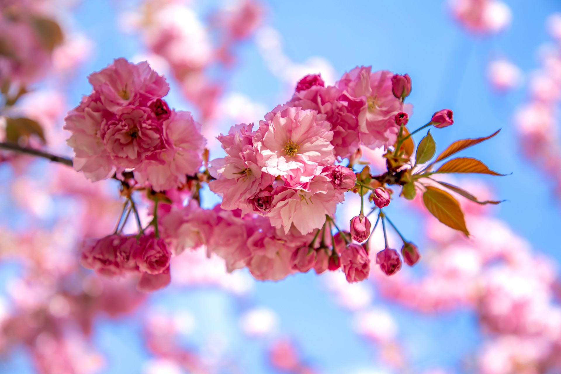 A close-up of vibrant pink cherry blossoms in full bloom against a bright blue sky, capturing the essence of spring with delicate petals and soft lighting.